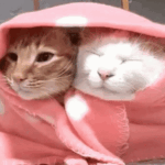 snuggle up and keep warm