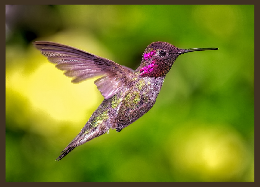 purple hummingbird