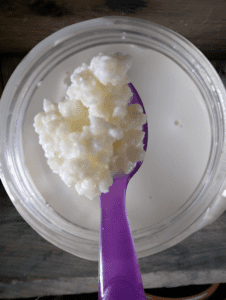 senior wellness - kefir grains