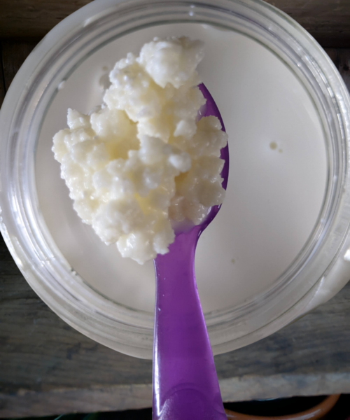 Kefir is like yogurt on steroids.  You buy the grains just once and then easily make kefir probiotic milk for the rest of your life! senior wellness - kefir grains